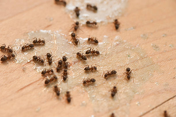 Pest Prevention Services in Mount Airy, GA