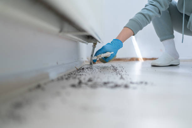 Best Rat Extermination Near Me  in Mount Airy, GA